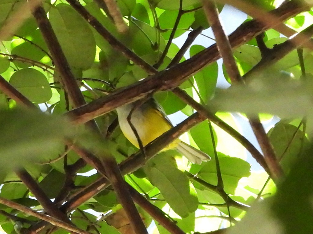 Mountain Tailorbird - ML613072493