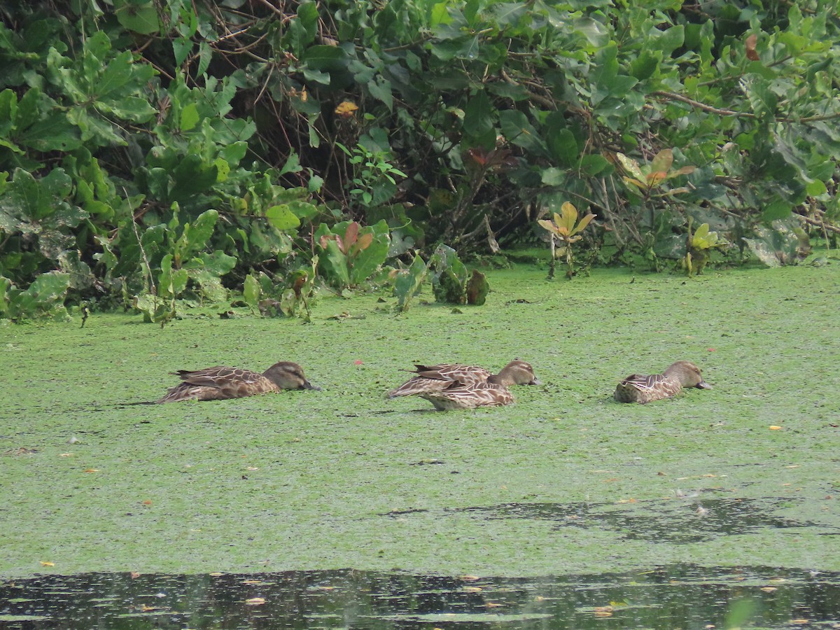 Garganey - ML613072569