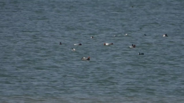 Common Pochard - ML613072610