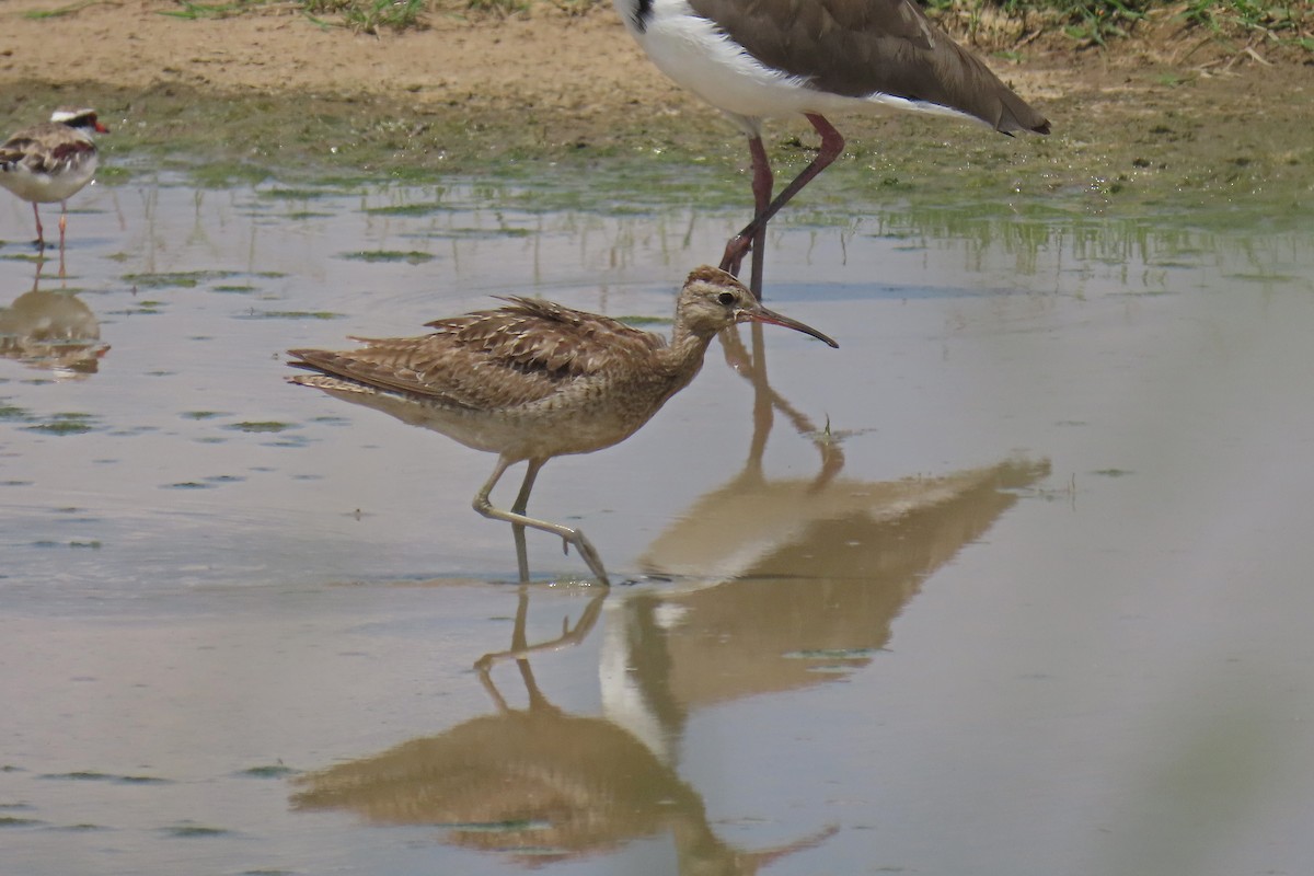 Little Curlew - ML613072663