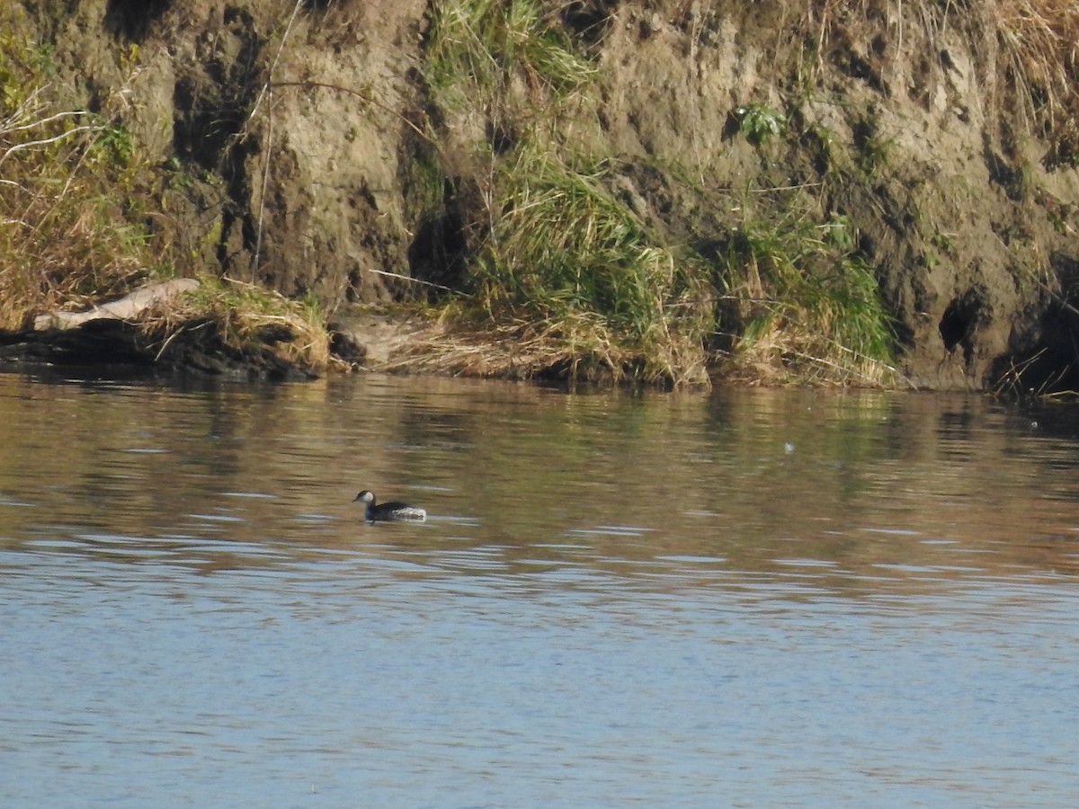 Horned Grebe - ML613072728