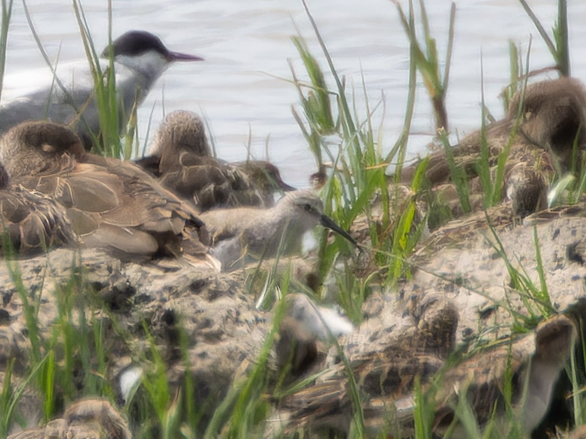 Curlew Sandpiper - ML613072748