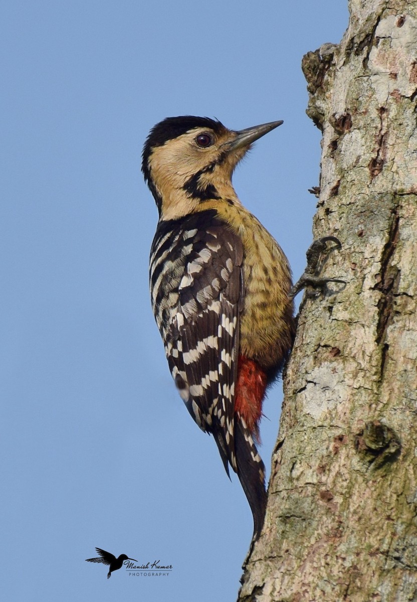 Fulvous-breasted Woodpecker - ML613072793