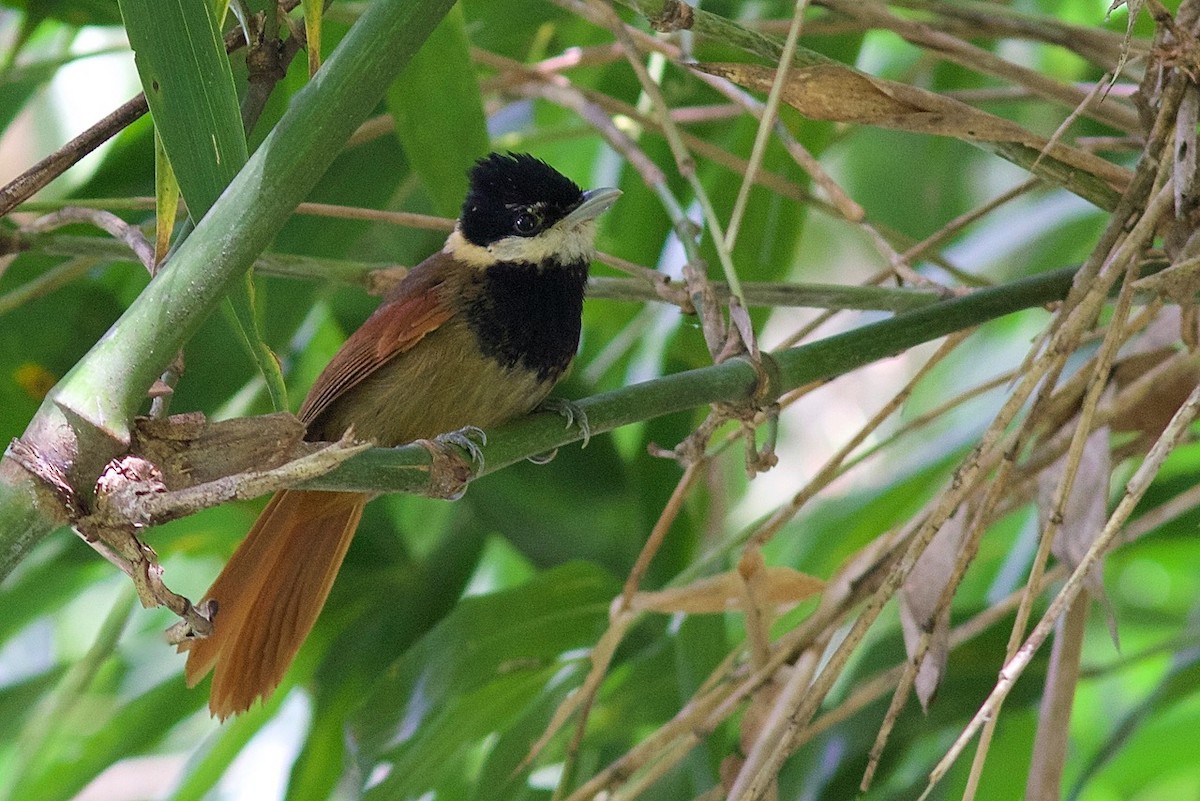 White-bearded Antshrike - Luiz Matos