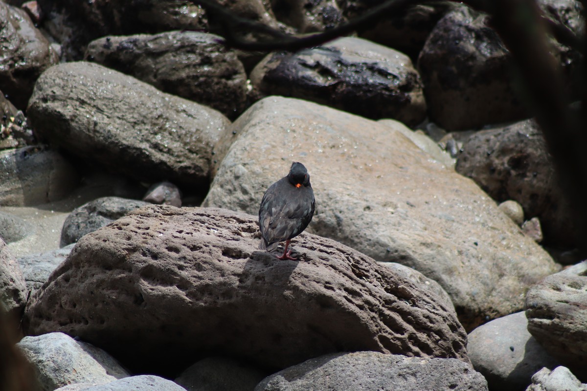 Variable Oystercatcher - ML613072814