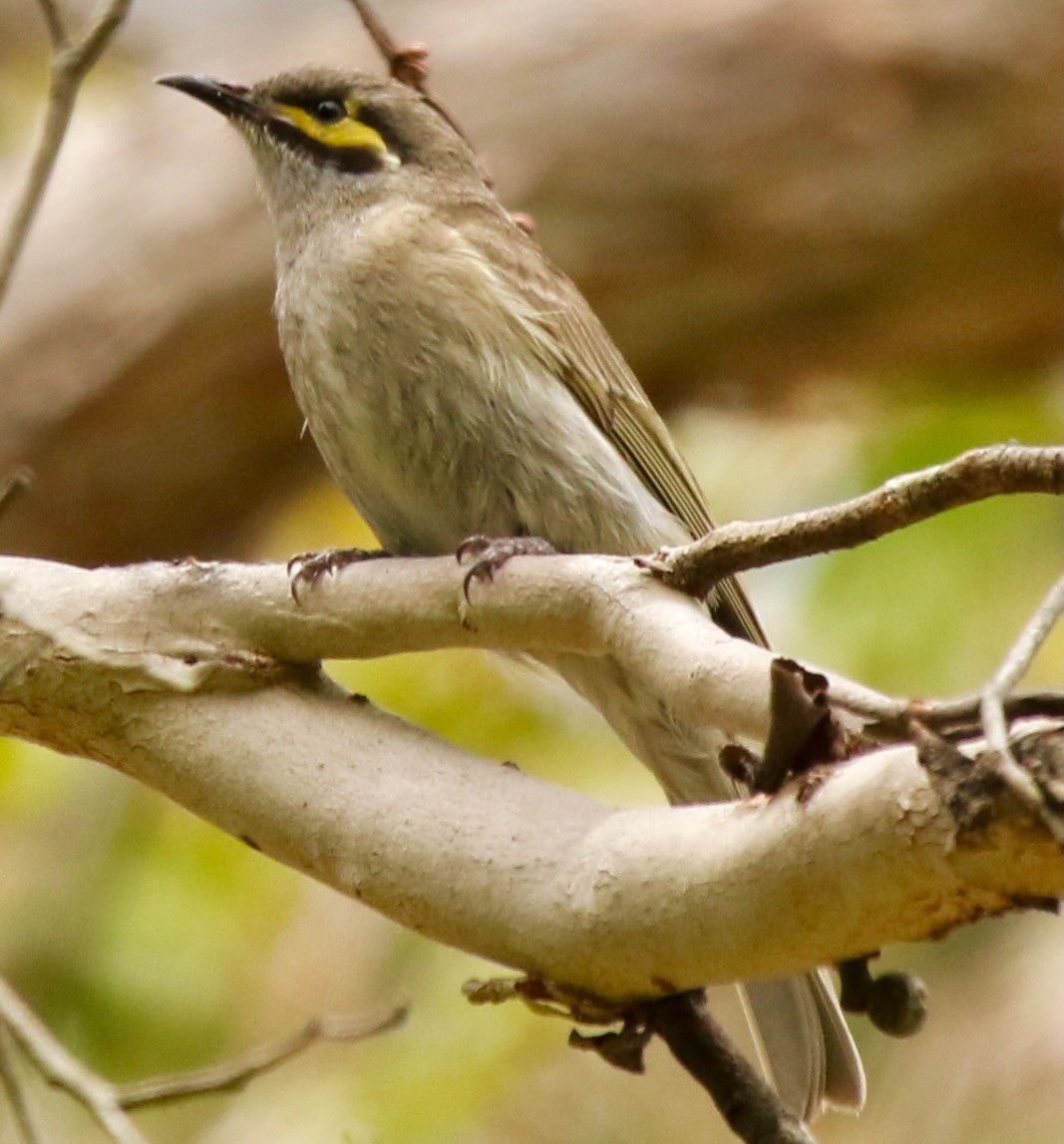 Yellow-faced Honeyeater - ML613072842