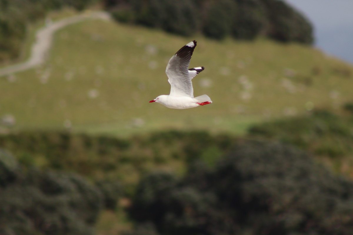 Silver Gull (Red-billed) - ML613072888