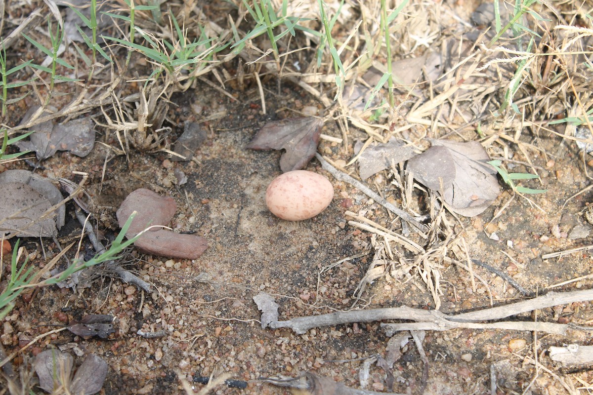 Indian Nightjar - ML613072893