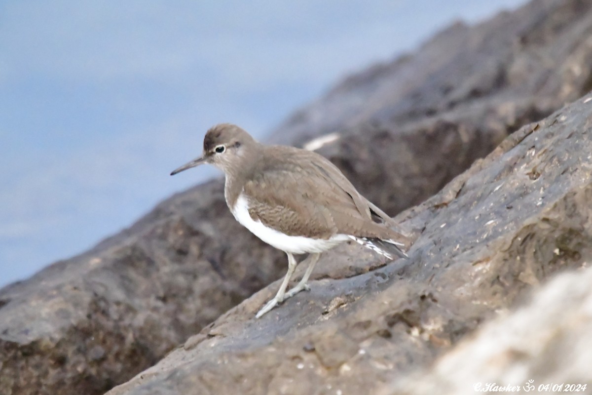 Common Sandpiper - ML613072916