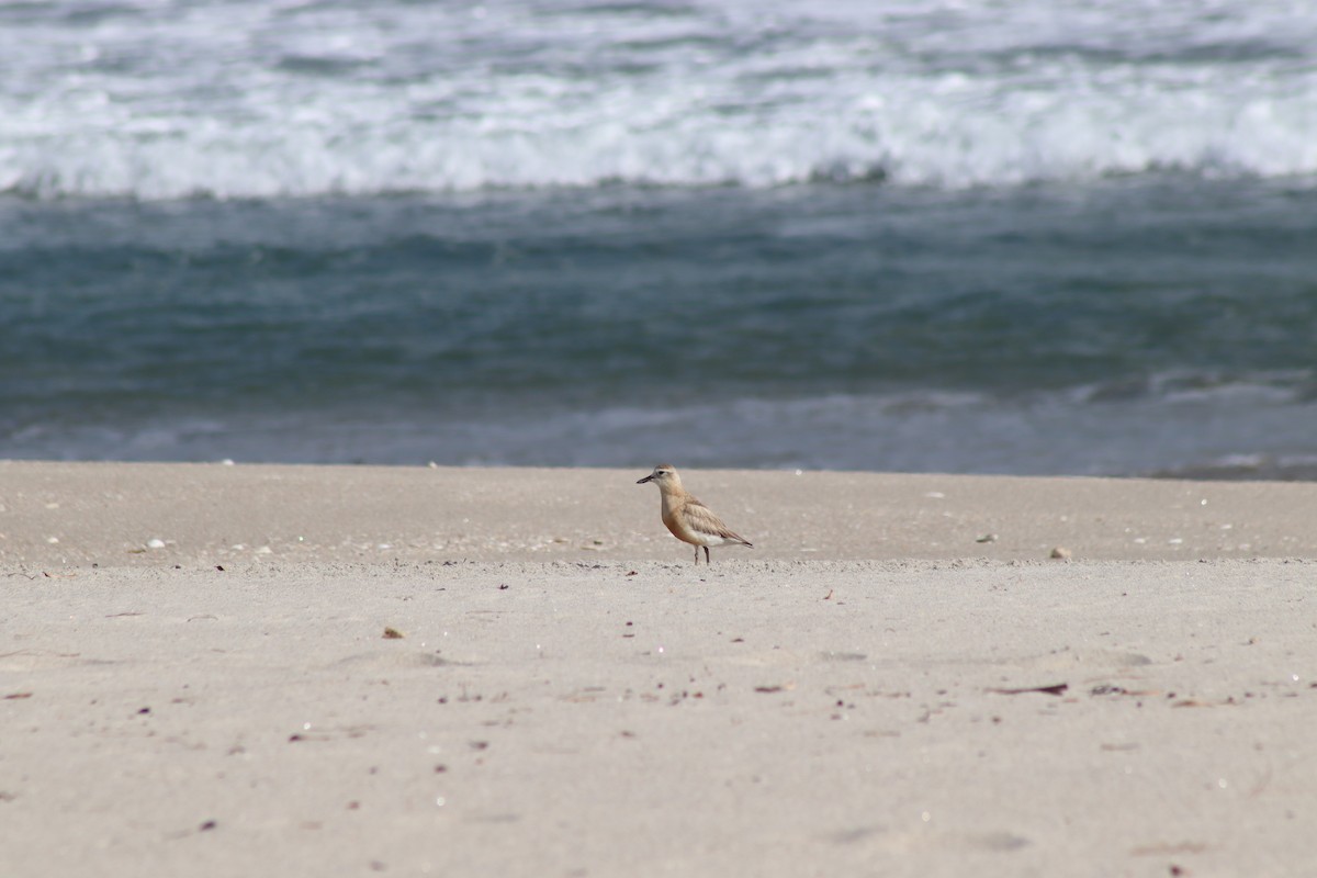Red-breasted Dotterel - ML613072924
