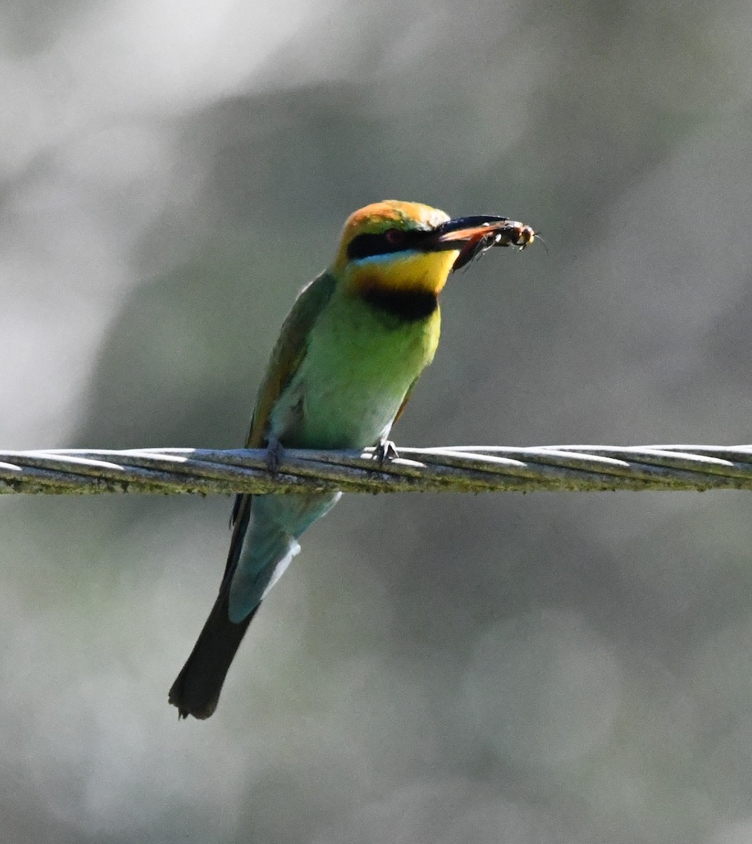 Rainbow Bee-eater - ML613072932