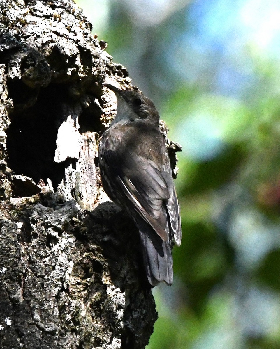 White-throated Treecreeper - David Schuemaker