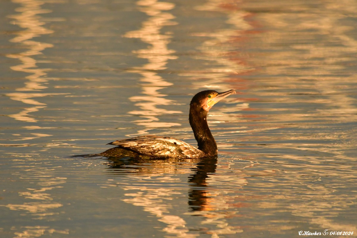 Тураг гогой - ML613072945