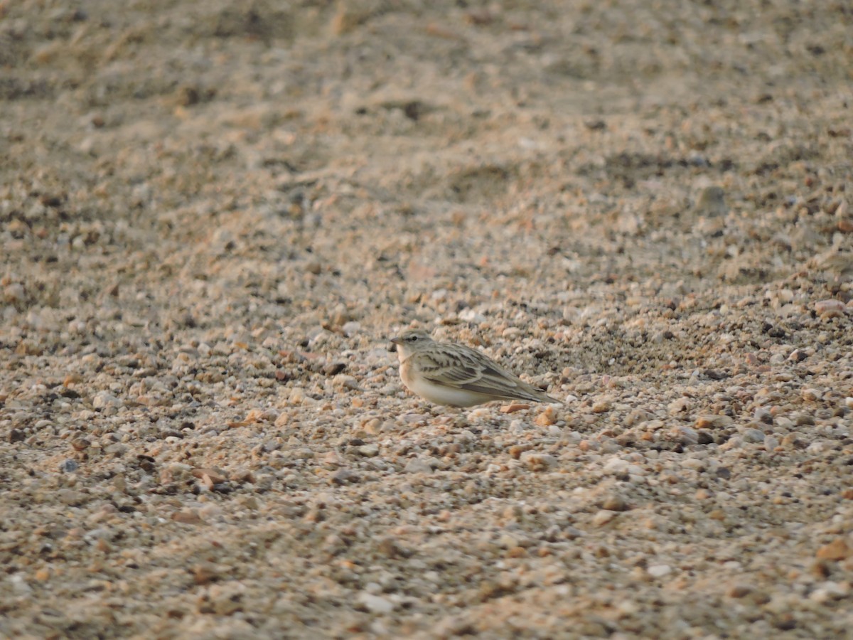 Hume's Lark - ML613073005