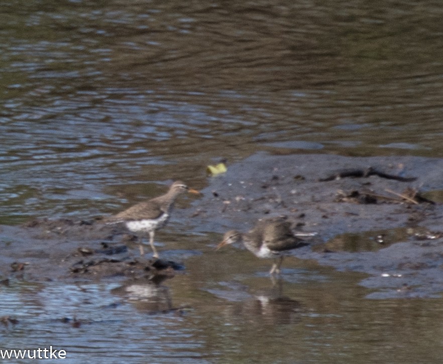 Spotted Sandpiper - ML61307301