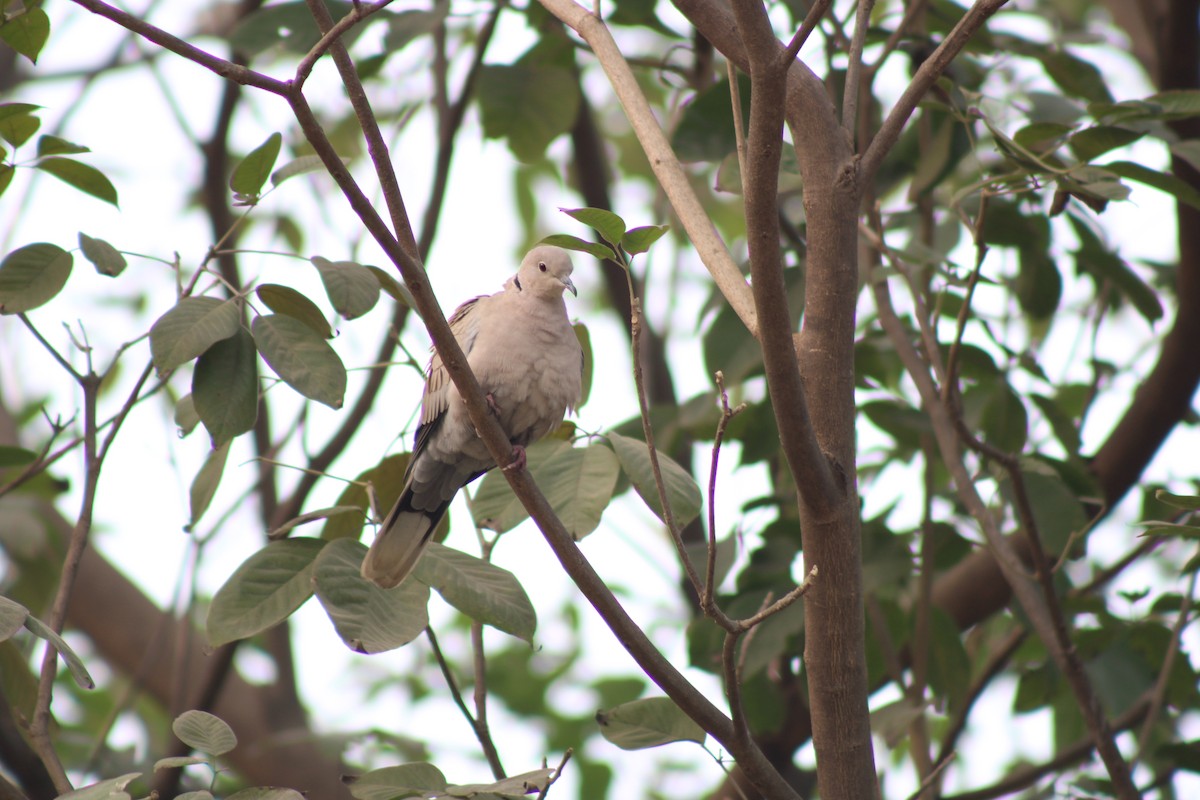 Eurasian Collared-Dove - ML613073023