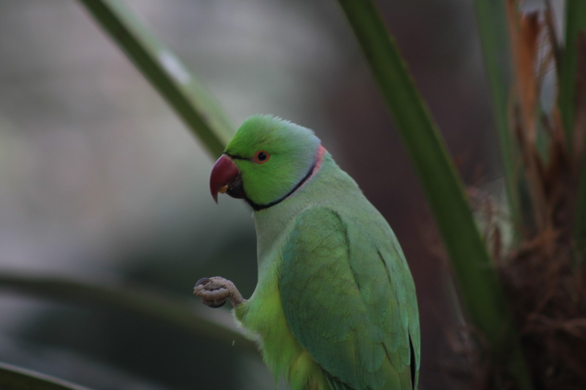 Rose-ringed Parakeet - ANAGA THOMAS
