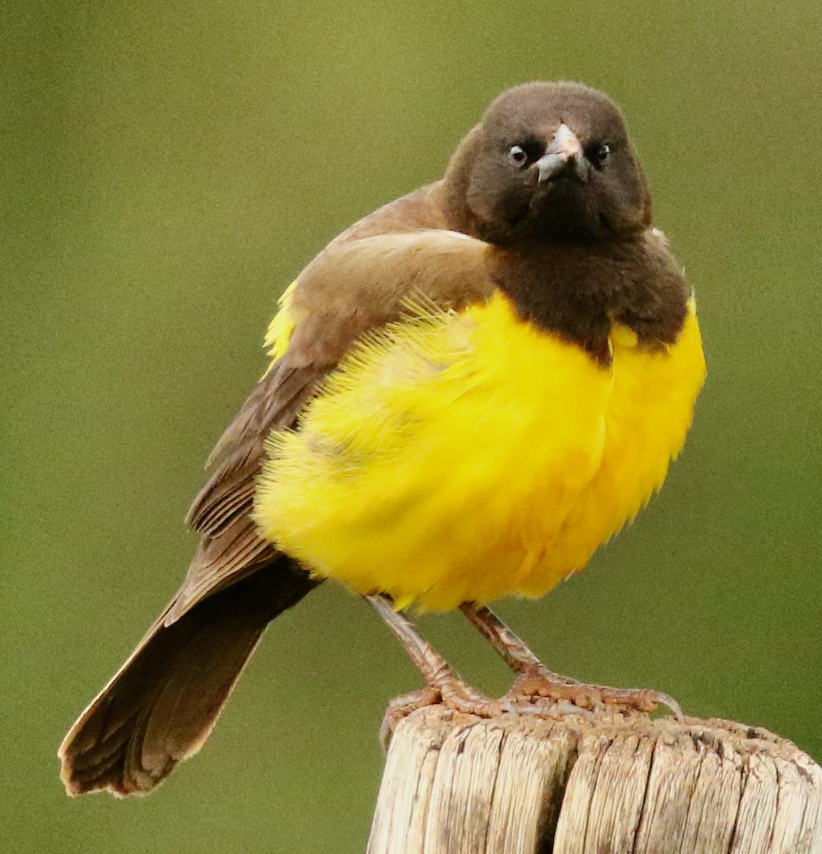 Yellow-rumped Marshbird - Connie Lintz