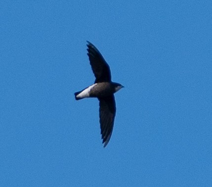 White-throated Needletail - ML613073083