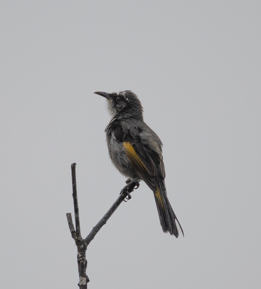 Crescent Honeyeater - ML613073088