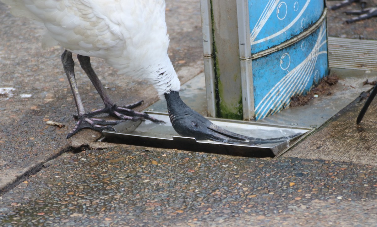 Australian Ibis - James Lambert