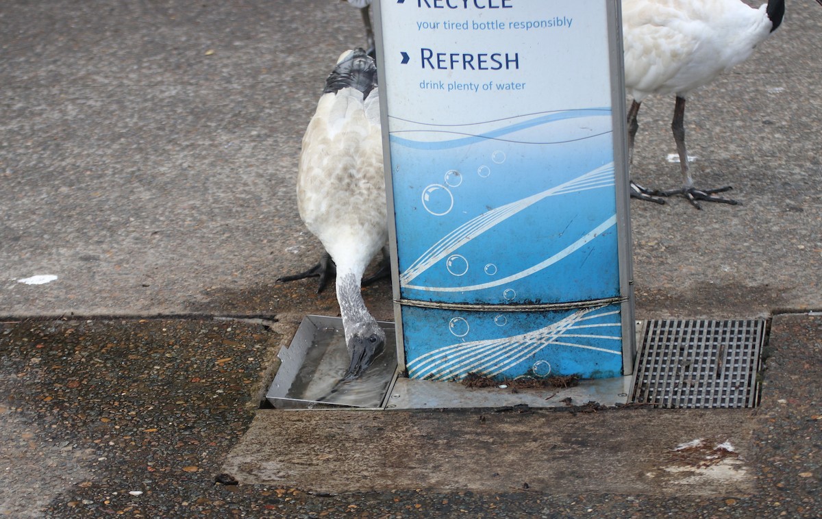 Australian Ibis - James Lambert