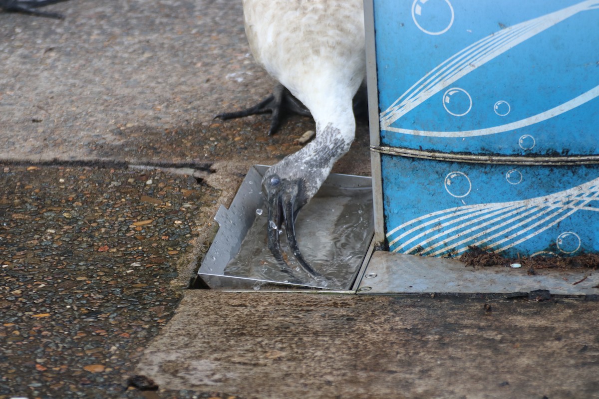 Australian Ibis - James Lambert