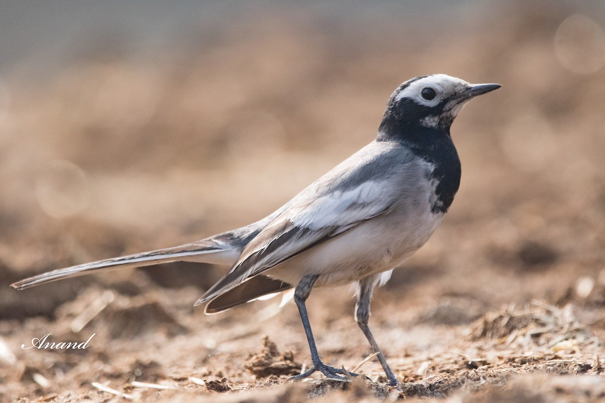 White Wagtail - ML613073168