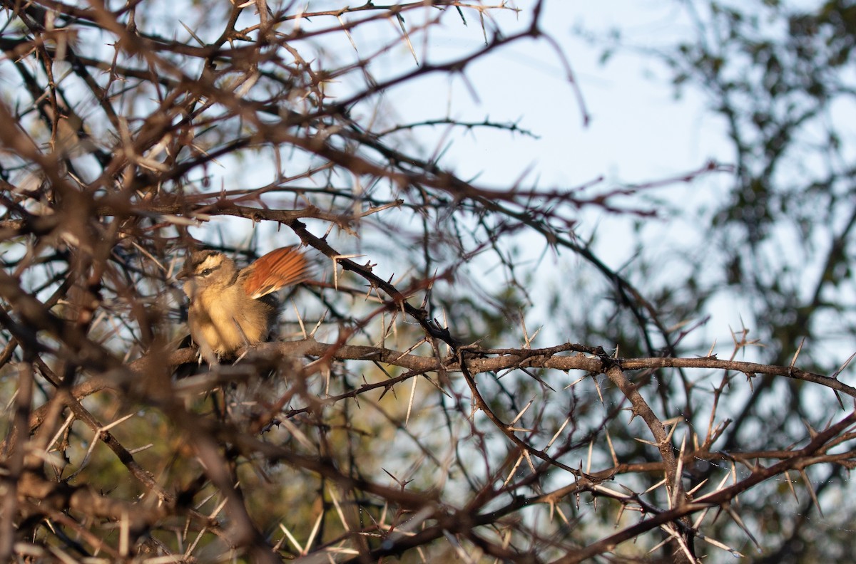 Brown-crowned Tchagra - ML613073179