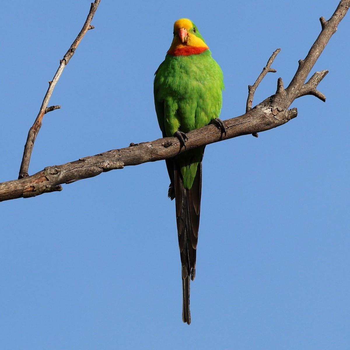 Superb Parrot - Chris Chapman