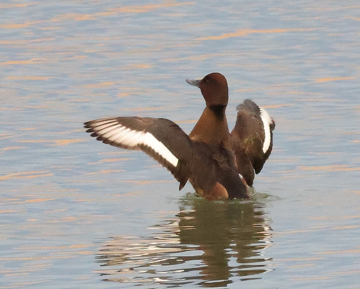 Ferruginous Duck - ML613073271