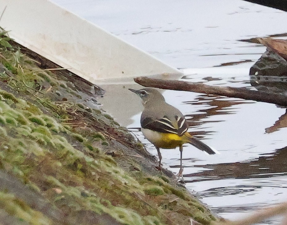 Gray Wagtail - ML613073287