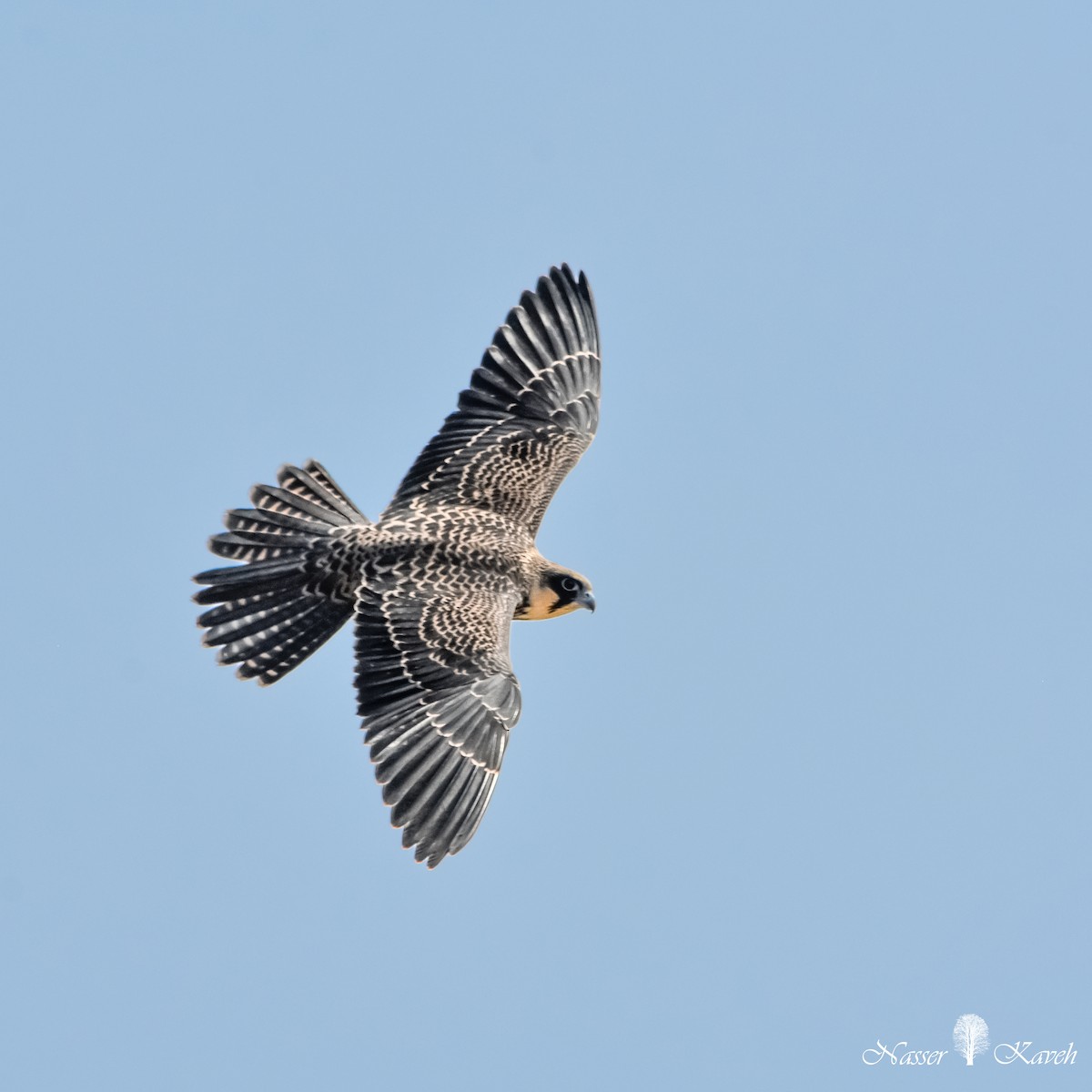 Eleonora's Falcon - ML613073312