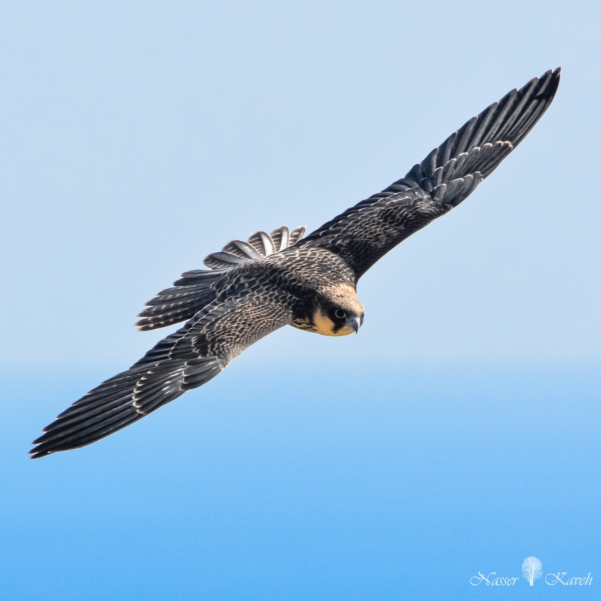 Eleonora's Falcon - ML613073313
