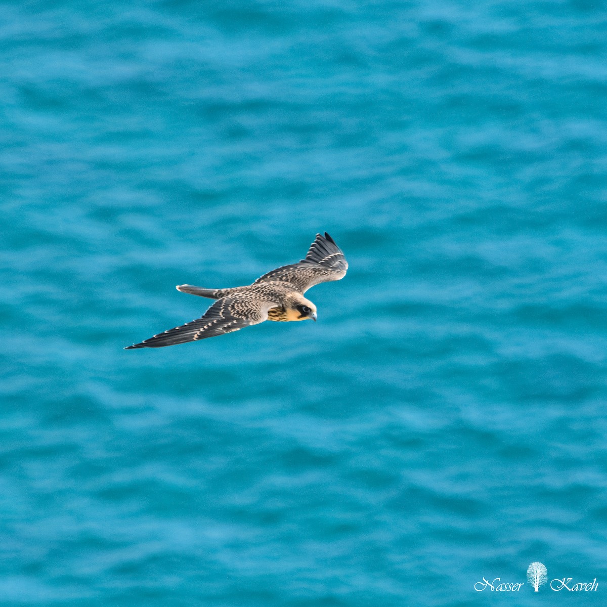 Eleonora's Falcon - ML613073314