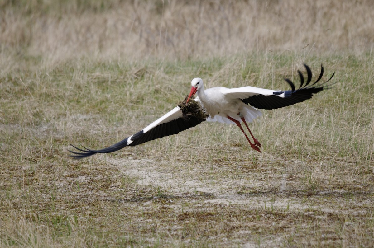 White Stork - ML613073326