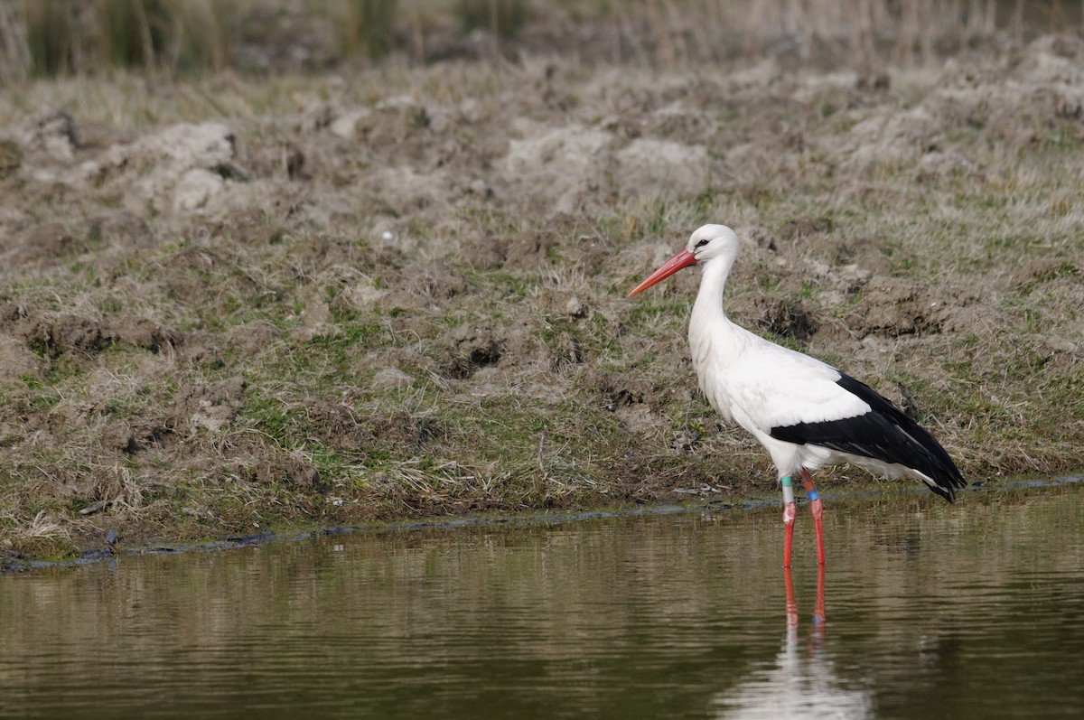 White Stork - ML613073327