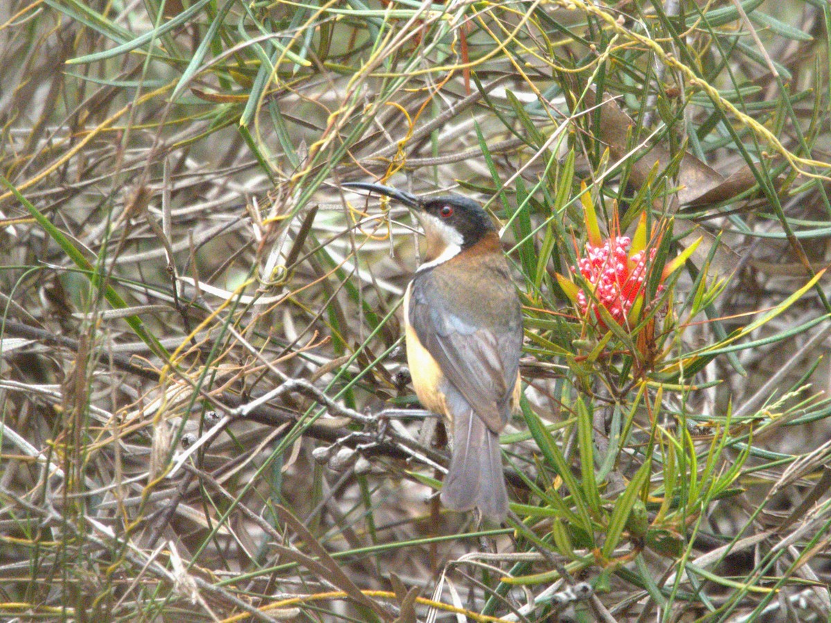 Eastern Spinebill - hannah deau