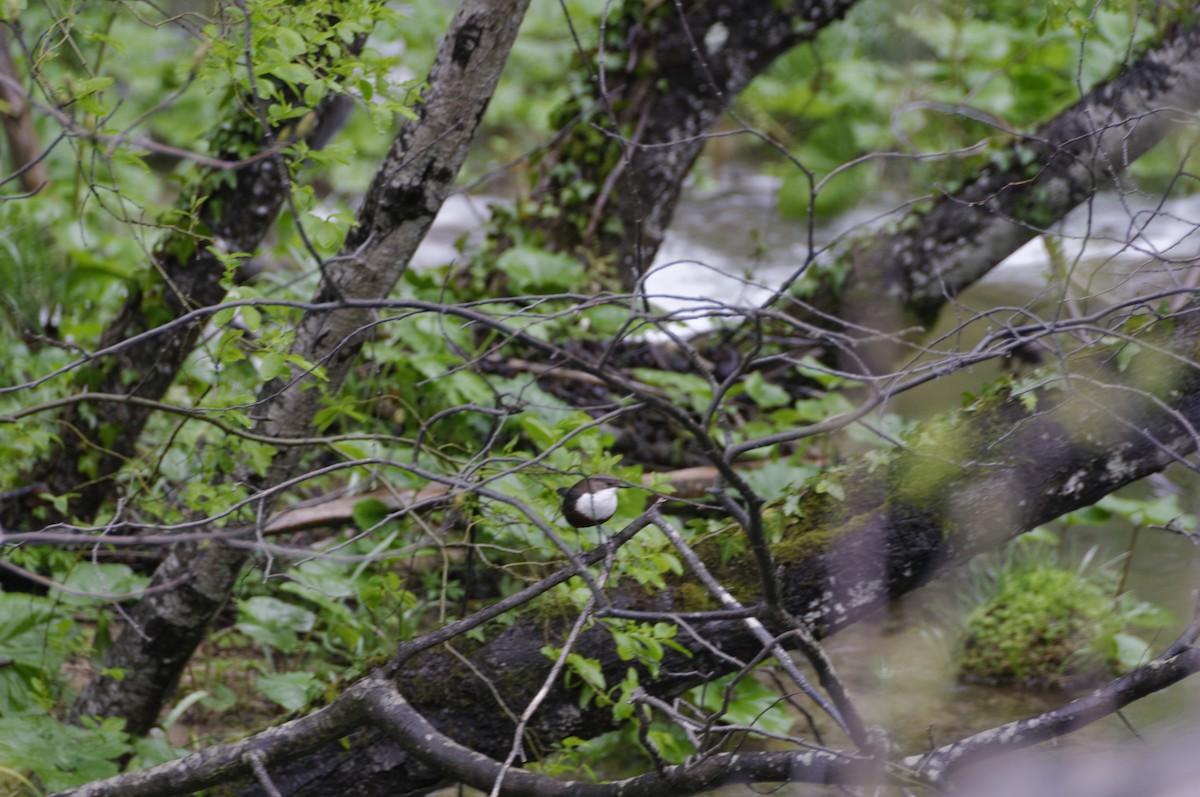 White-throated Dipper - ML613073382