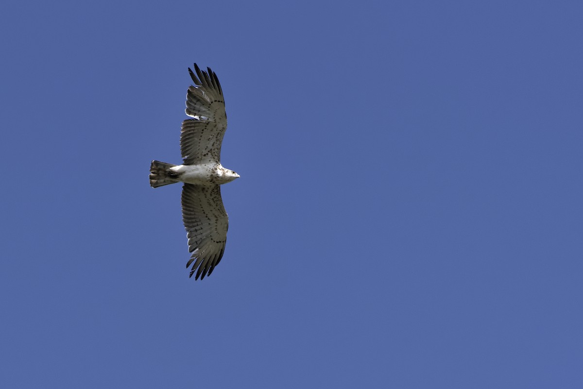 Short-toed Snake-Eagle - Bruno LEVASSEUR