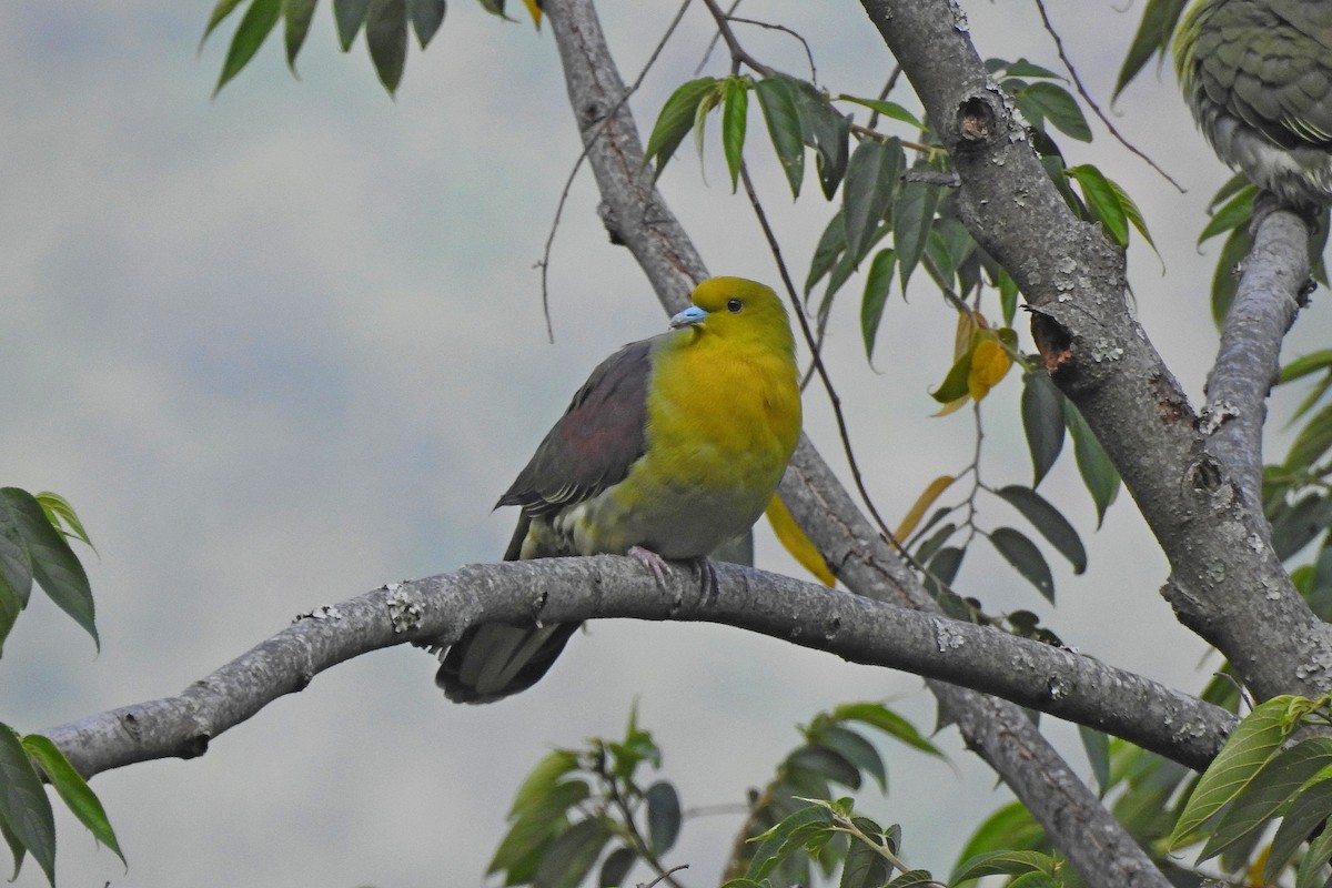 White-bellied Green-Pigeon - ML613073441