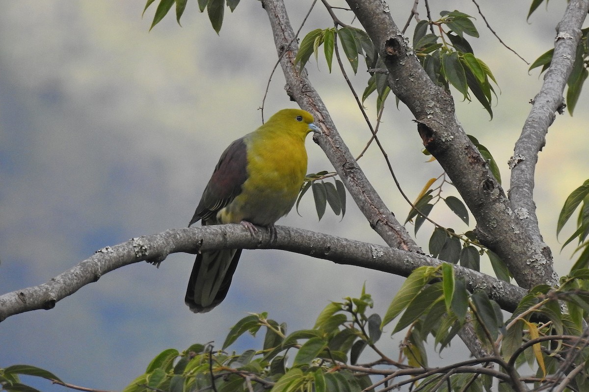 White-bellied Green-Pigeon - ML613073442