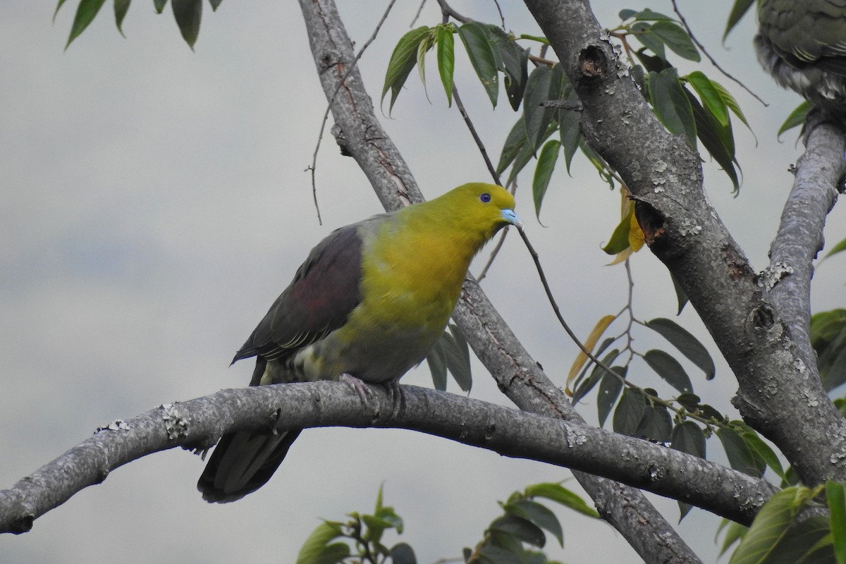 White-bellied Green-Pigeon - ML613073443