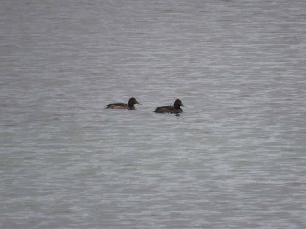 Ferruginous Duck - ML613073480