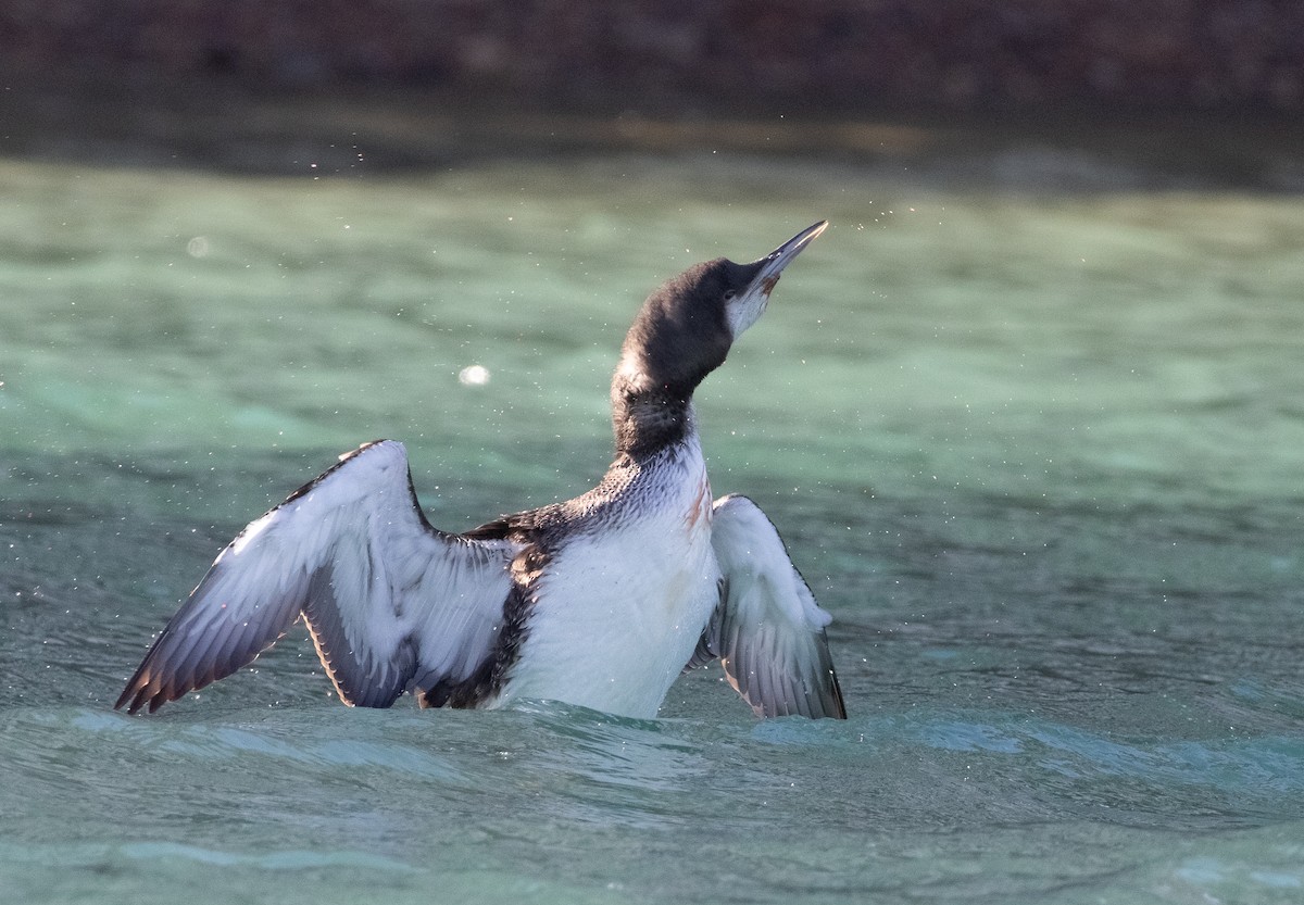 Pacific Loon - shahar yogev