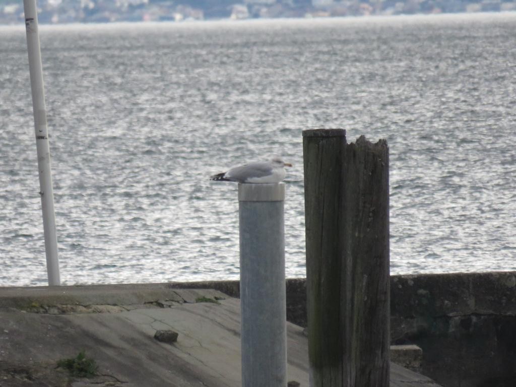 Herring Gull - ML613073496