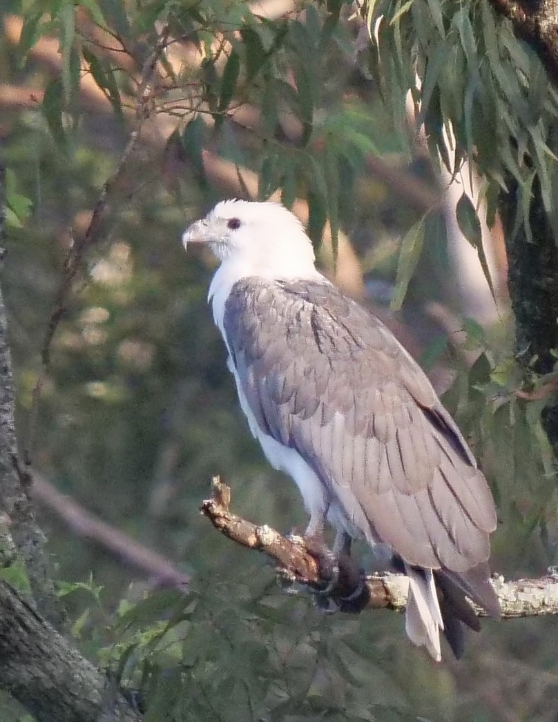 White-bellied Sea-Eagle - ML613073559