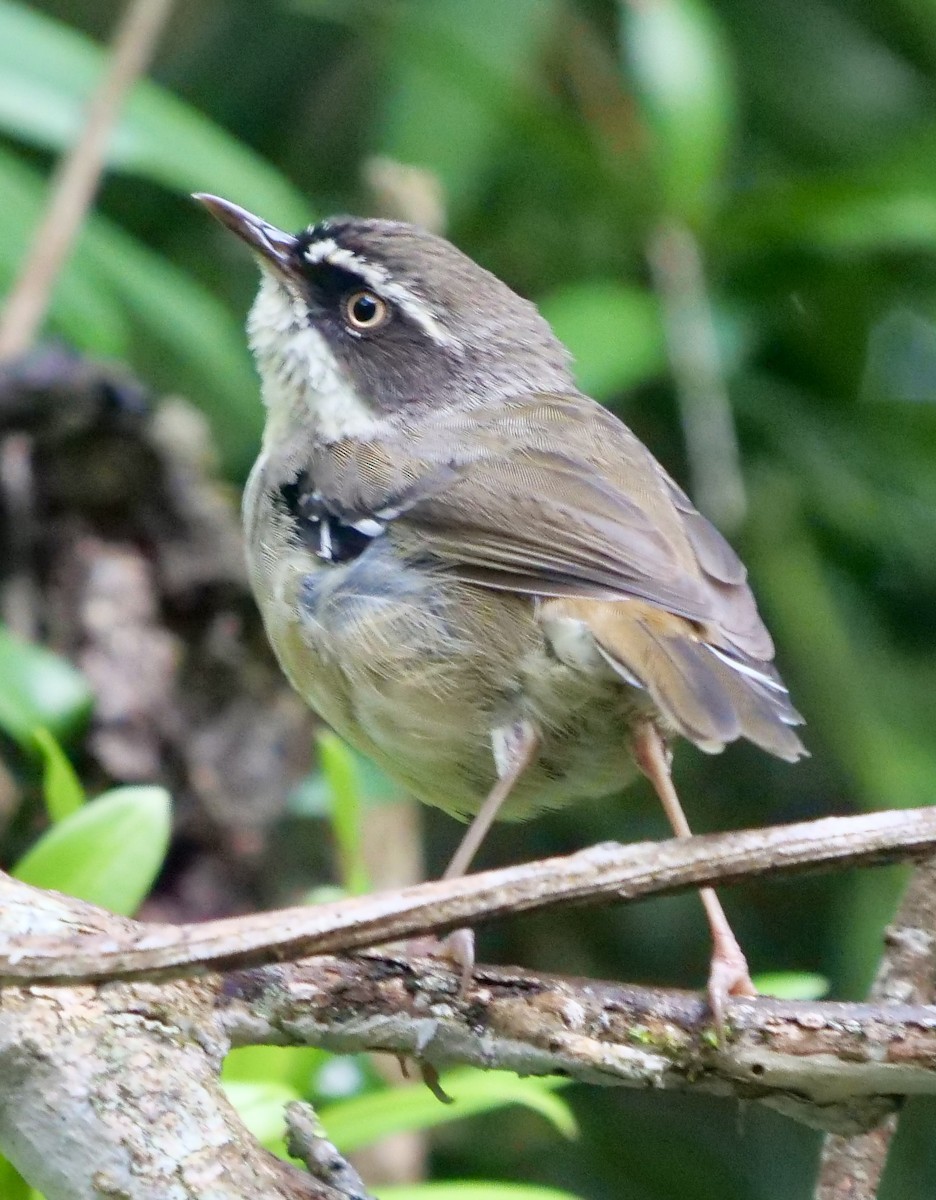 White-browed Scrubwren - ML613073581