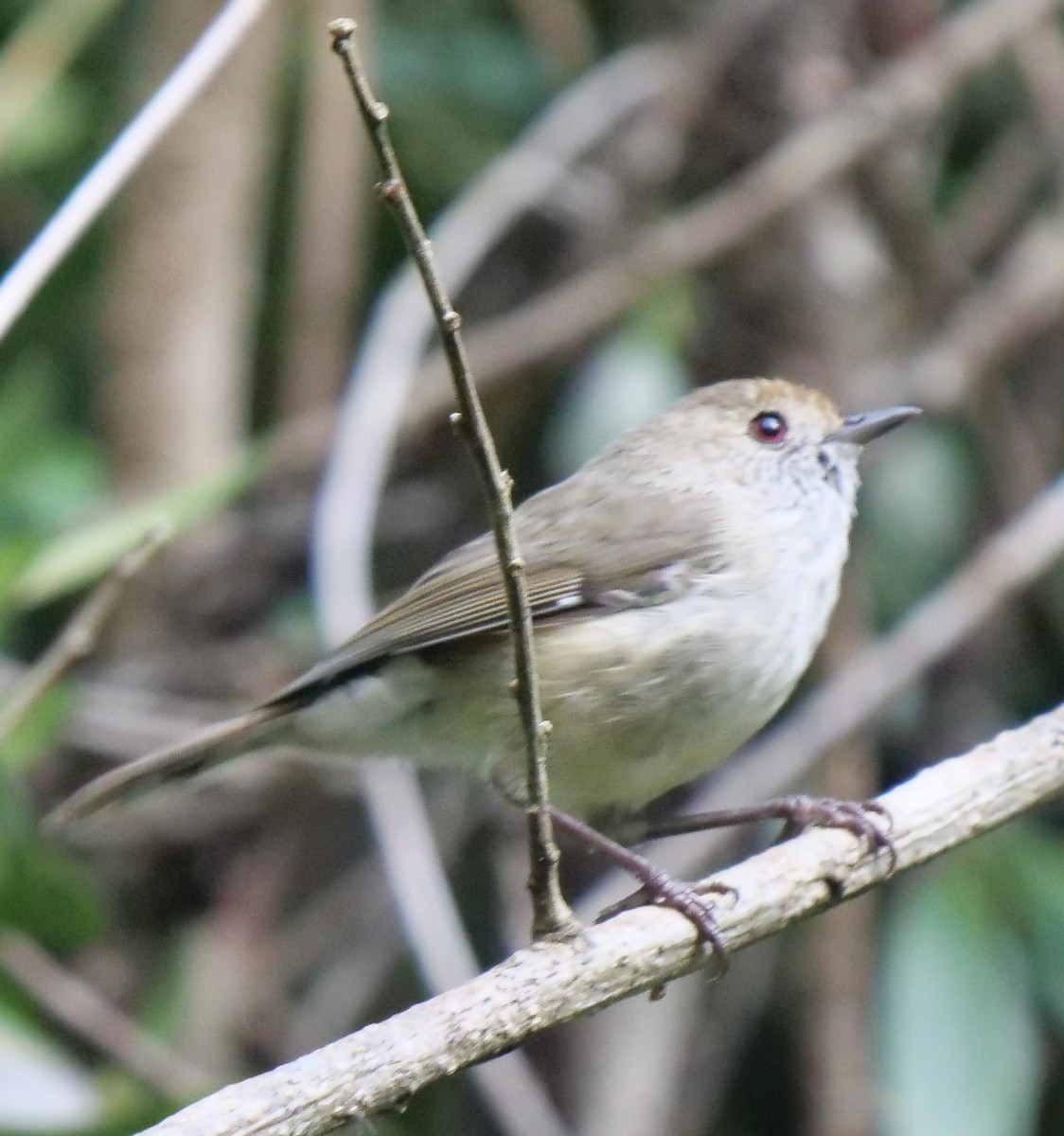Large-billed Scrubwren - ML613073591