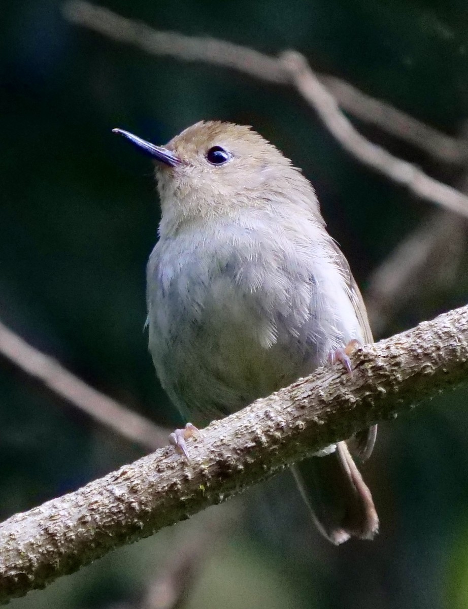 Large-billed Scrubwren - ML613073592